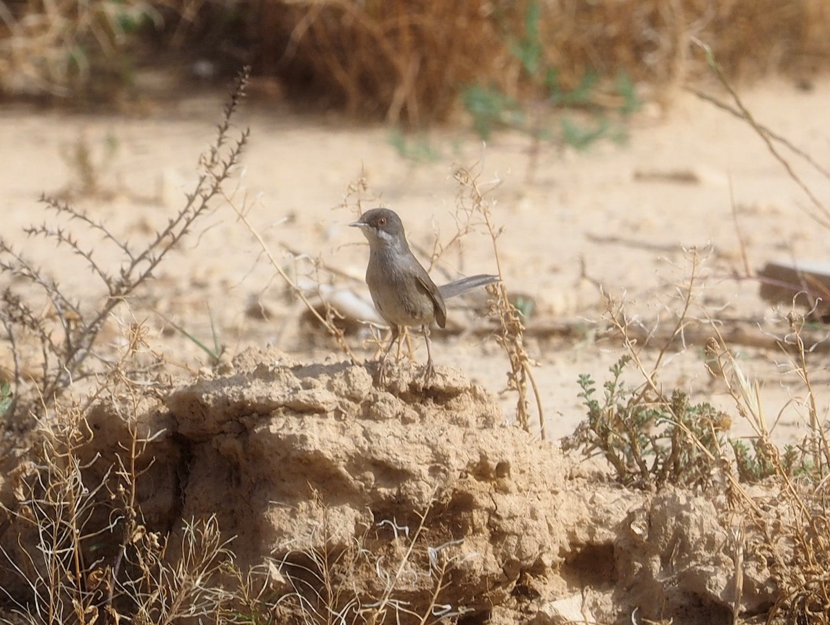 Curruca Cabecinegra - ML619442950