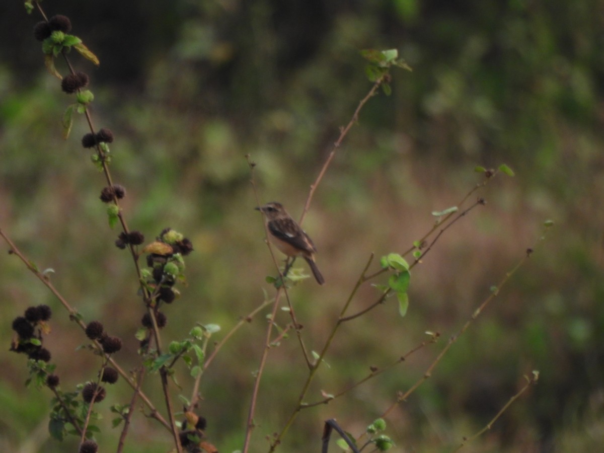 Amur Stonechat - Muralidharan S