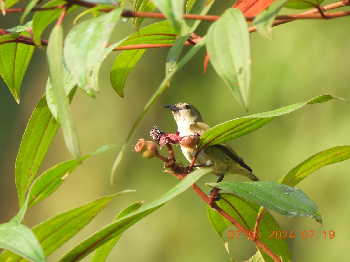 Andaman Flowerpecker - Muralidharan S