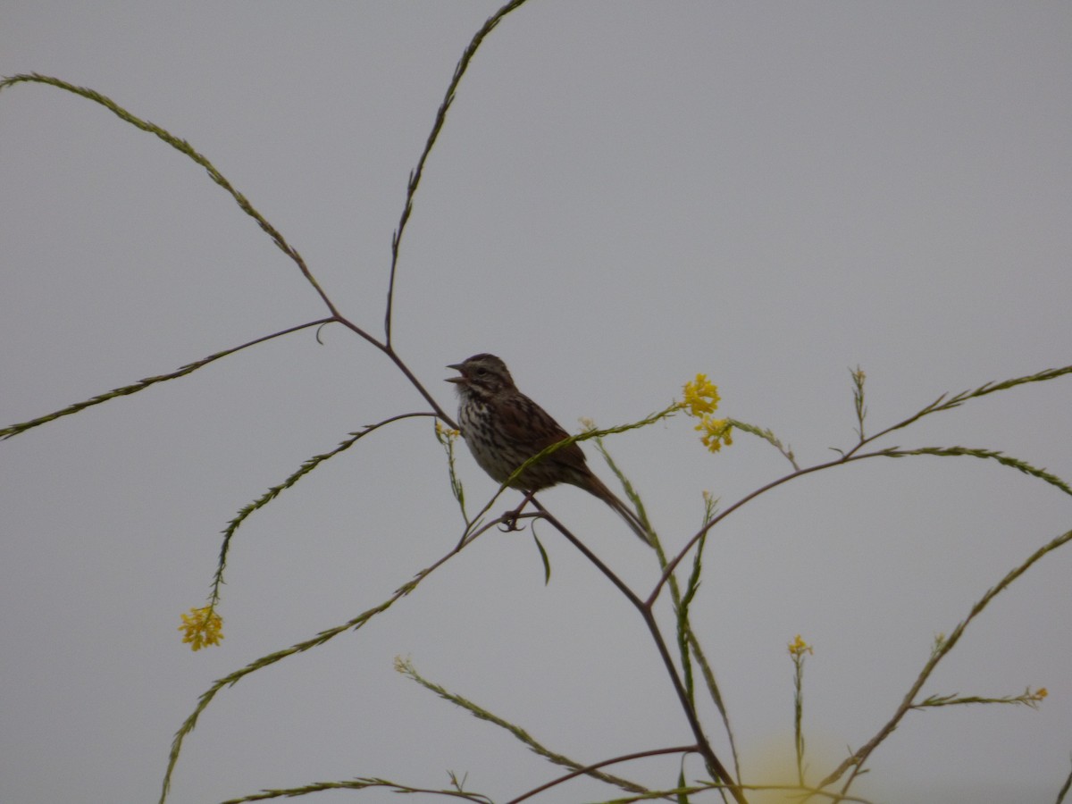 Song Sparrow - Jude Flores