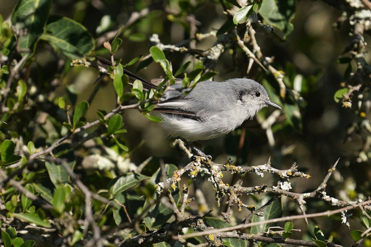 Masked Gnatcatcher - ML619442961