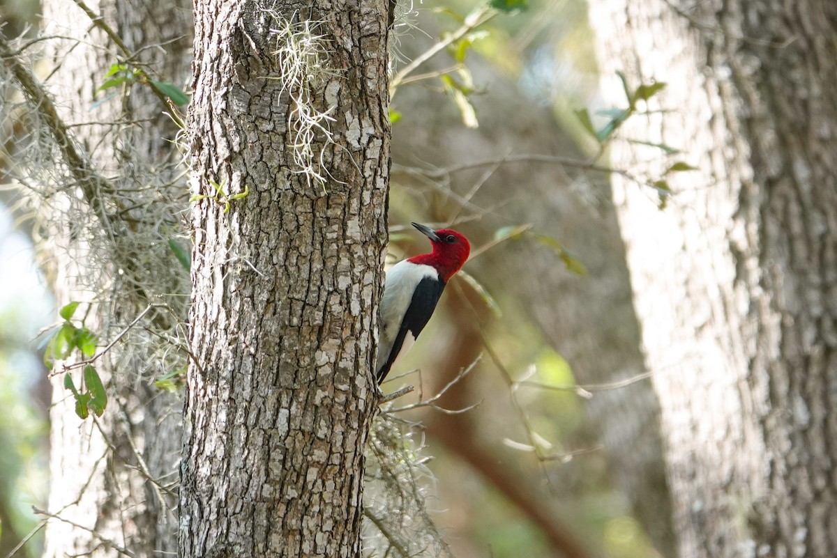 Red-headed Woodpecker - Michon Floreani