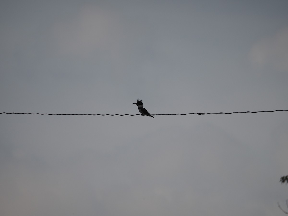 Belted Kingfisher - david parsley