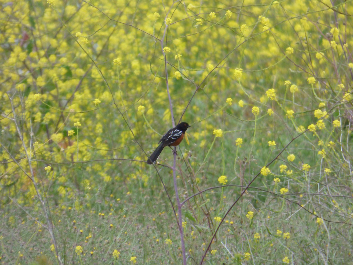 Spotted Towhee - Jude Flores