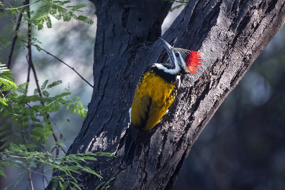 Black-rumped Flameback - Wachara  Sanguansombat