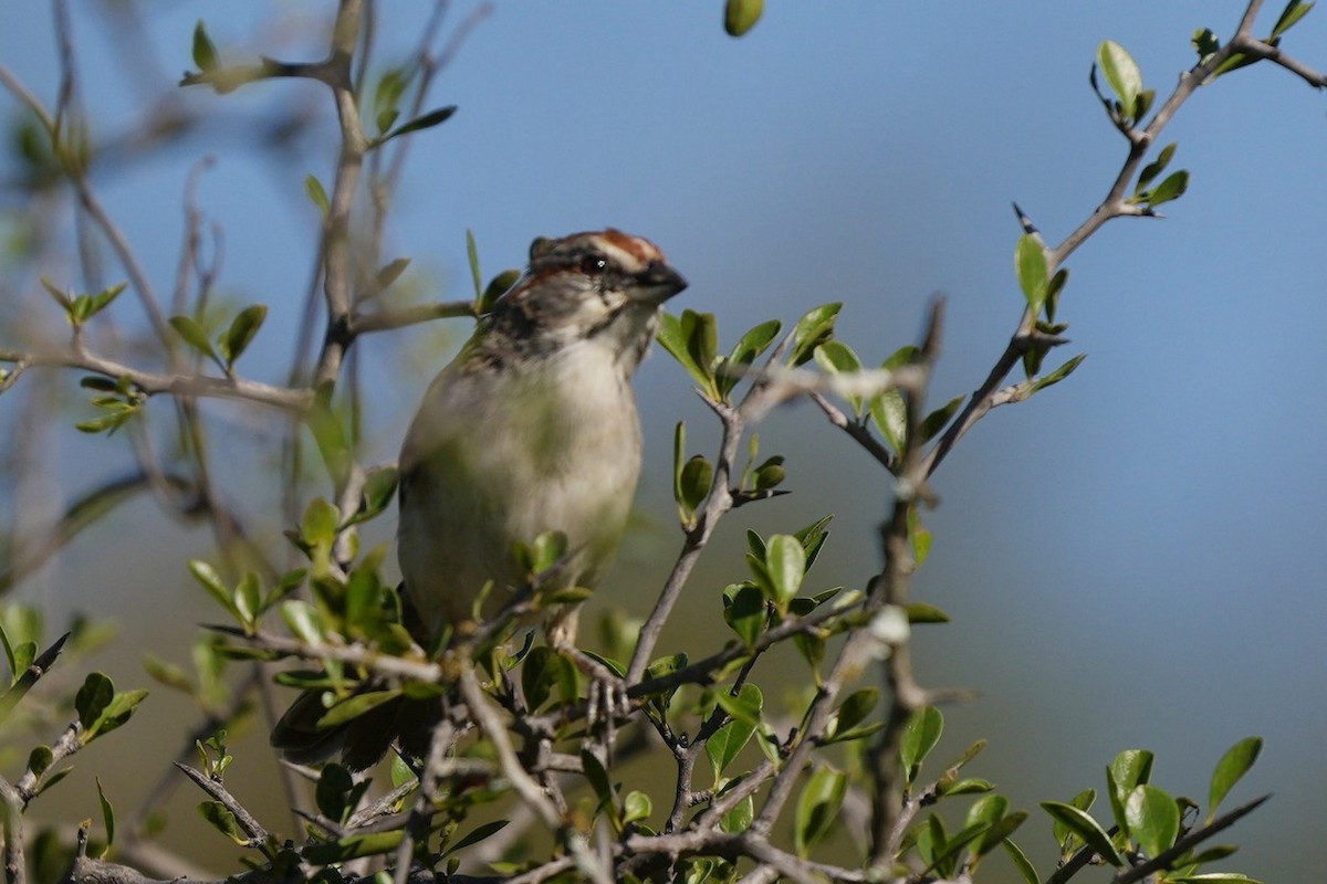 Chaco Sparrow - ML619442985
