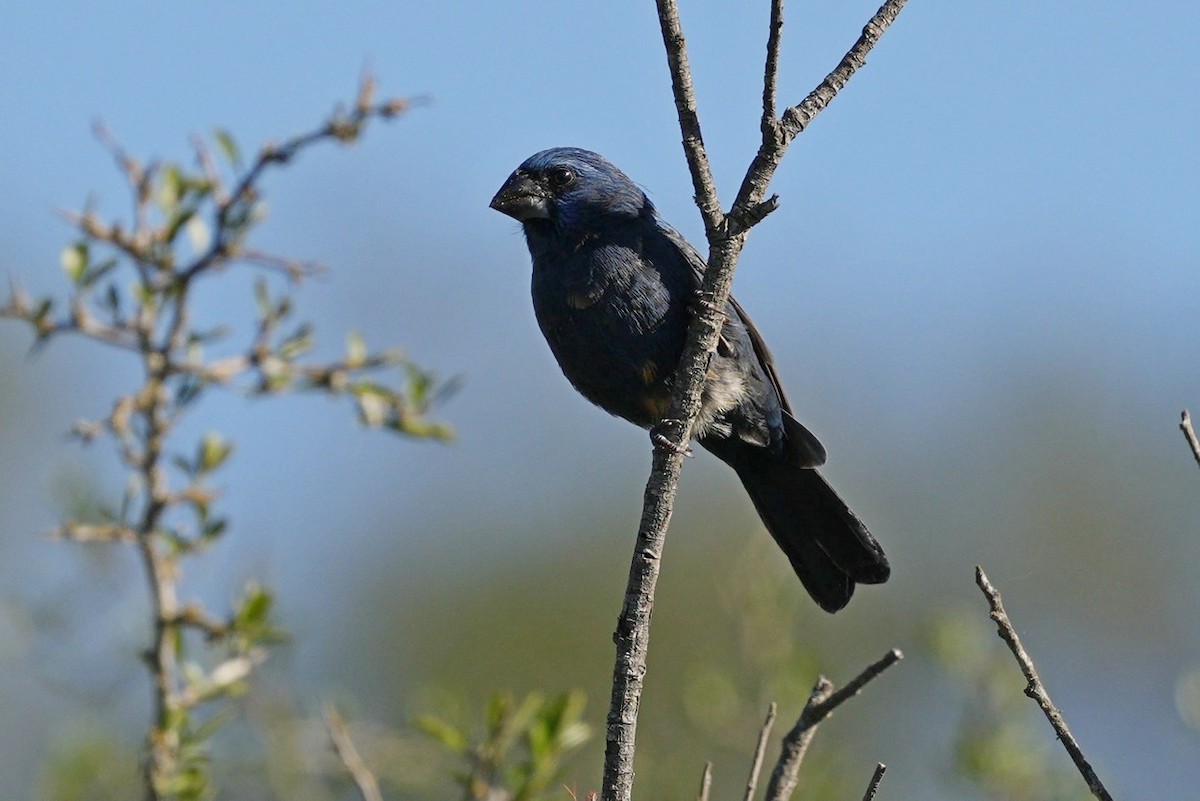 Ultramarine Grosbeak - Jorge Claudio Schlemmer