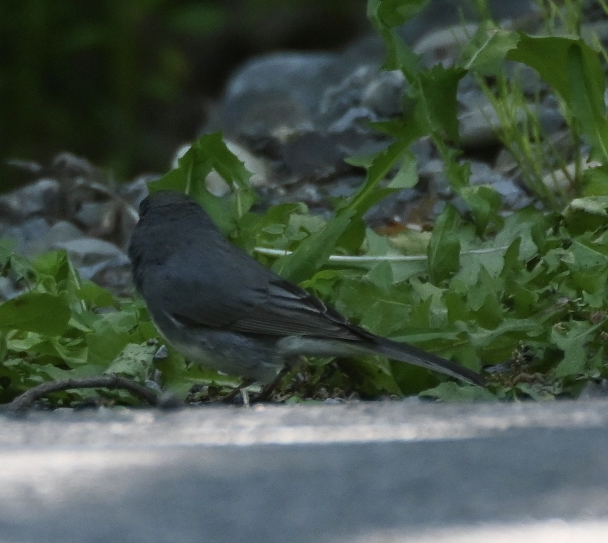 Dark-eyed Junco - ML619443004