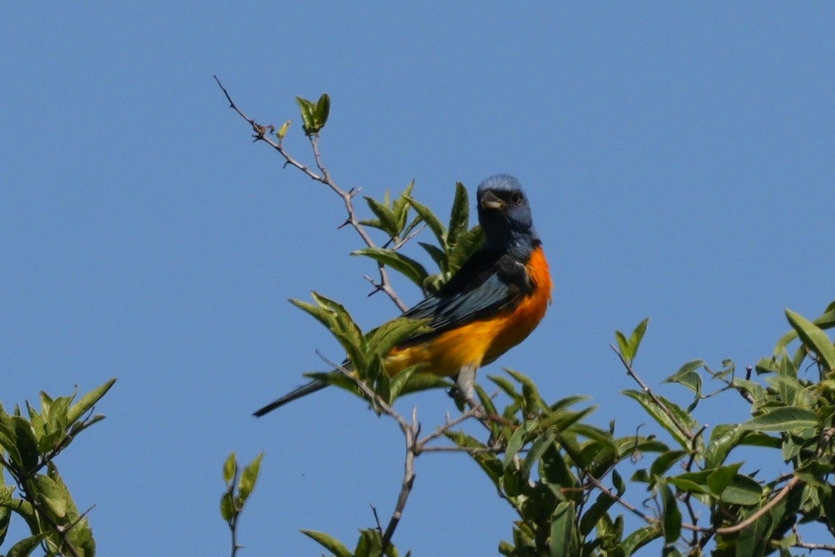 Blue-and-yellow Tanager - Jorge Claudio Schlemmer