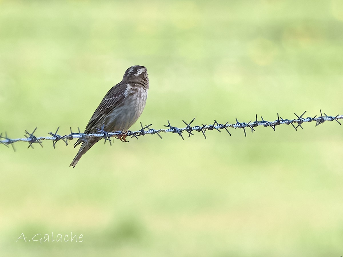 Rock Sparrow - A. Galache