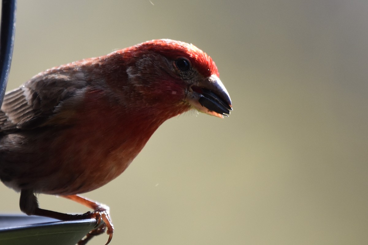 House Finch - ML619443015