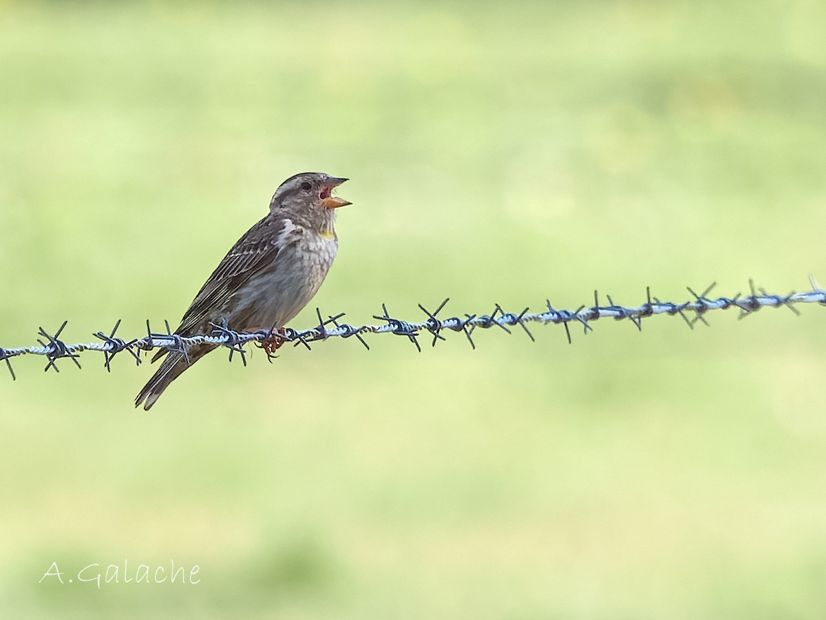 Rock Sparrow - A. Galache