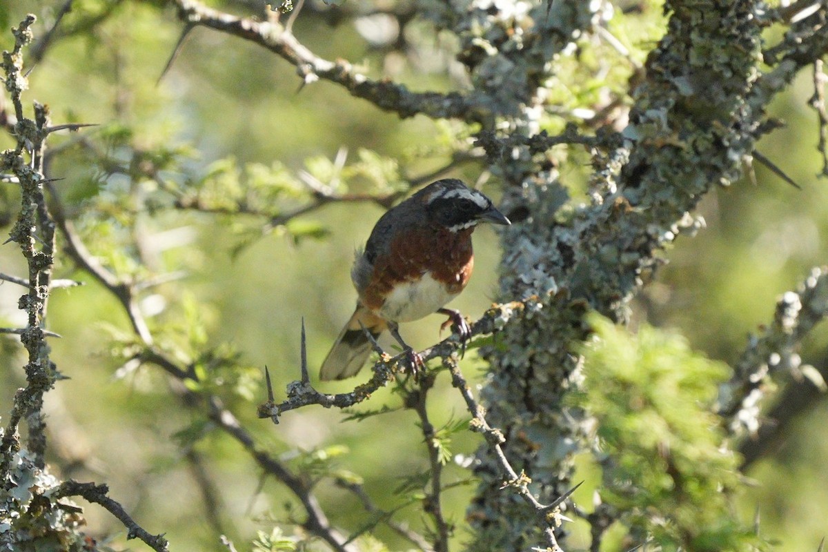 Black-and-chestnut Warbling Finch - ML619443020