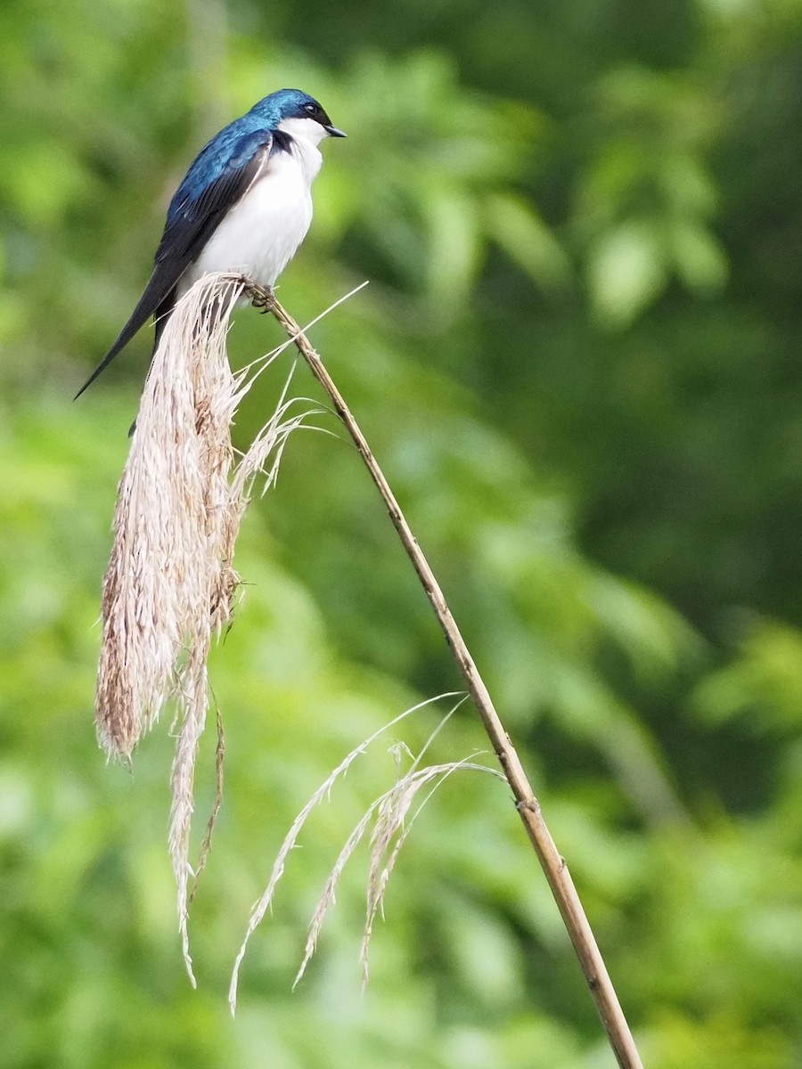 Tree Swallow - Bill Kunze