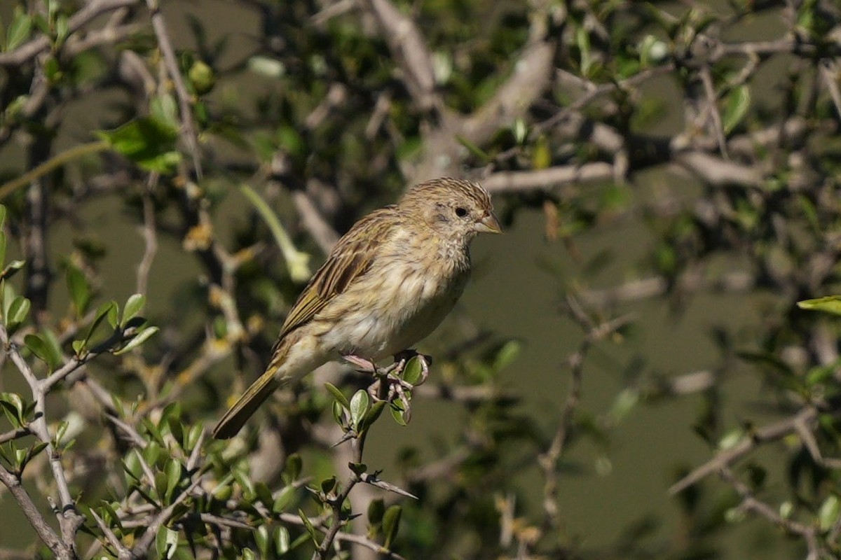 Saffron Finch - ML619443025