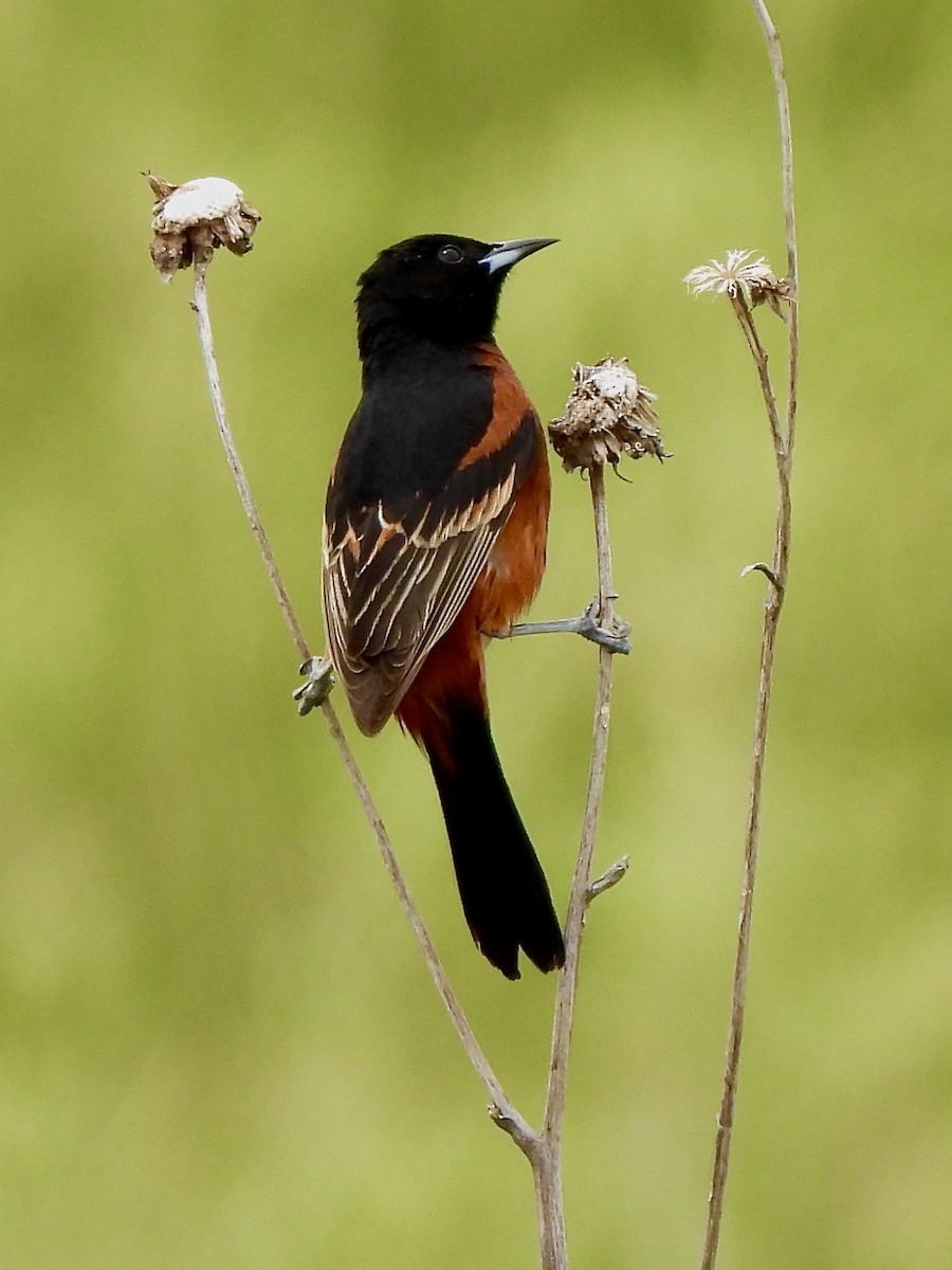 Orchard Oriole - debbie martin