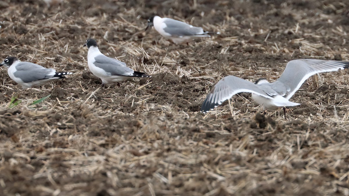 Franklin's Gull - ML619443041