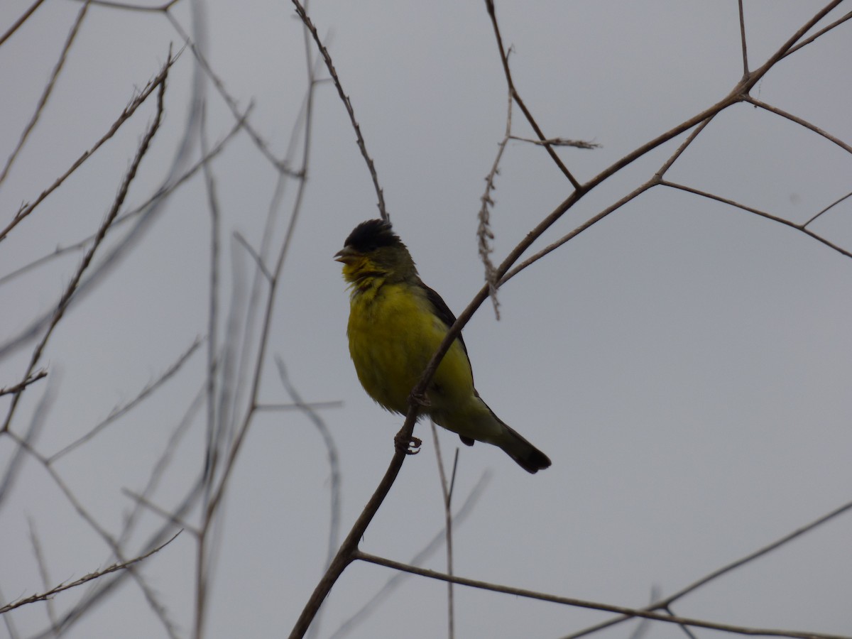 Lesser Goldfinch - Jude Flores