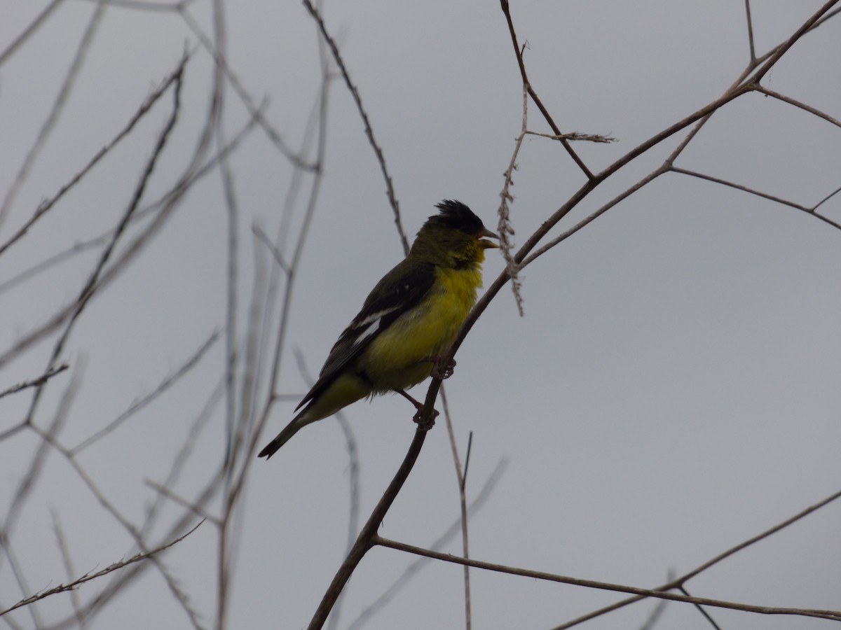 Lesser Goldfinch - Jude Flores