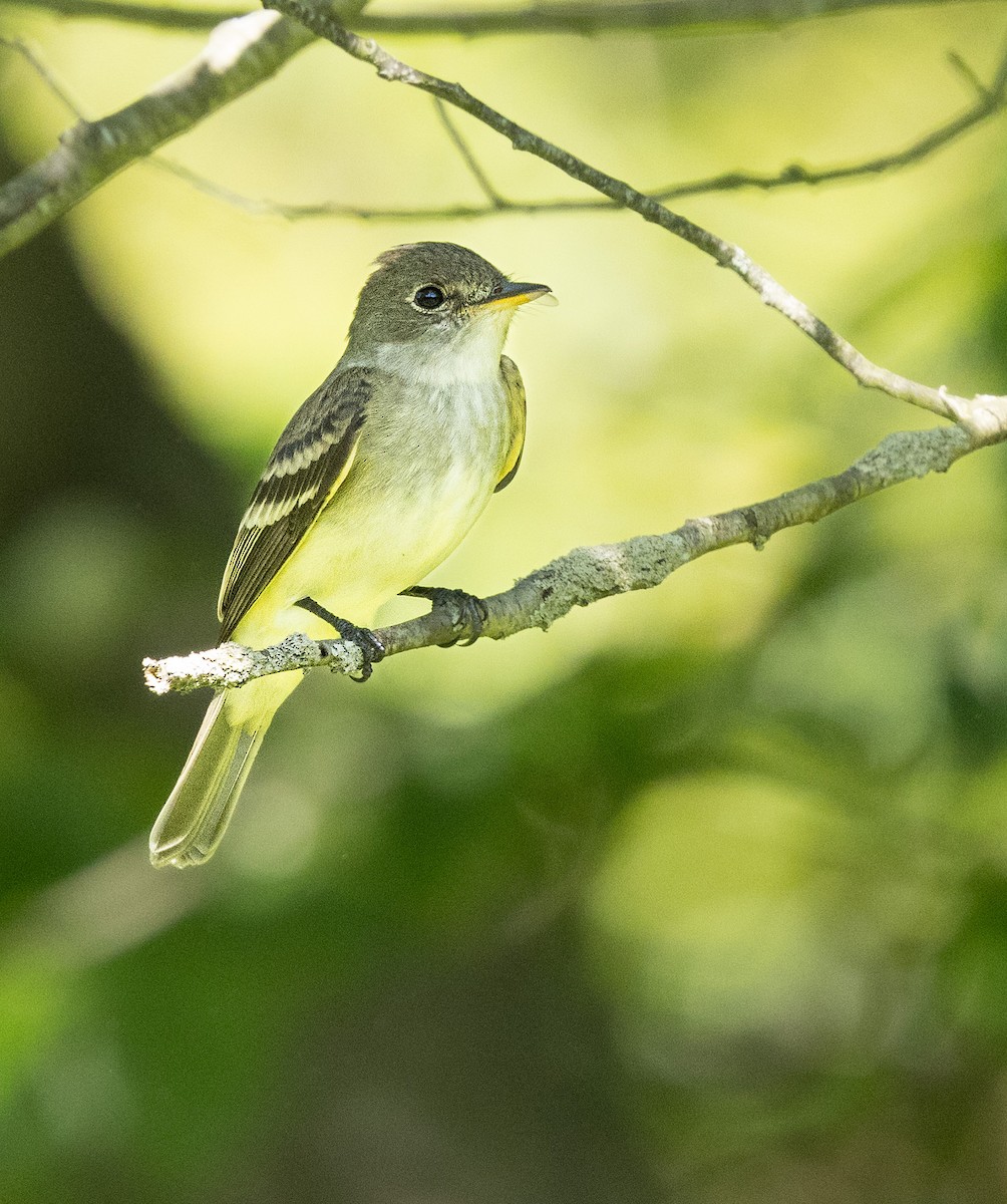 Willow Flycatcher - ML619443054