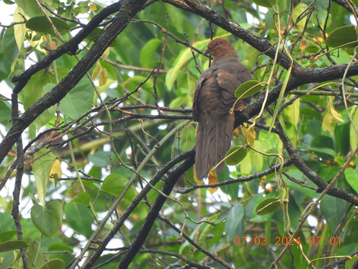 Tórtola Cuco de Andamán - ML619443062