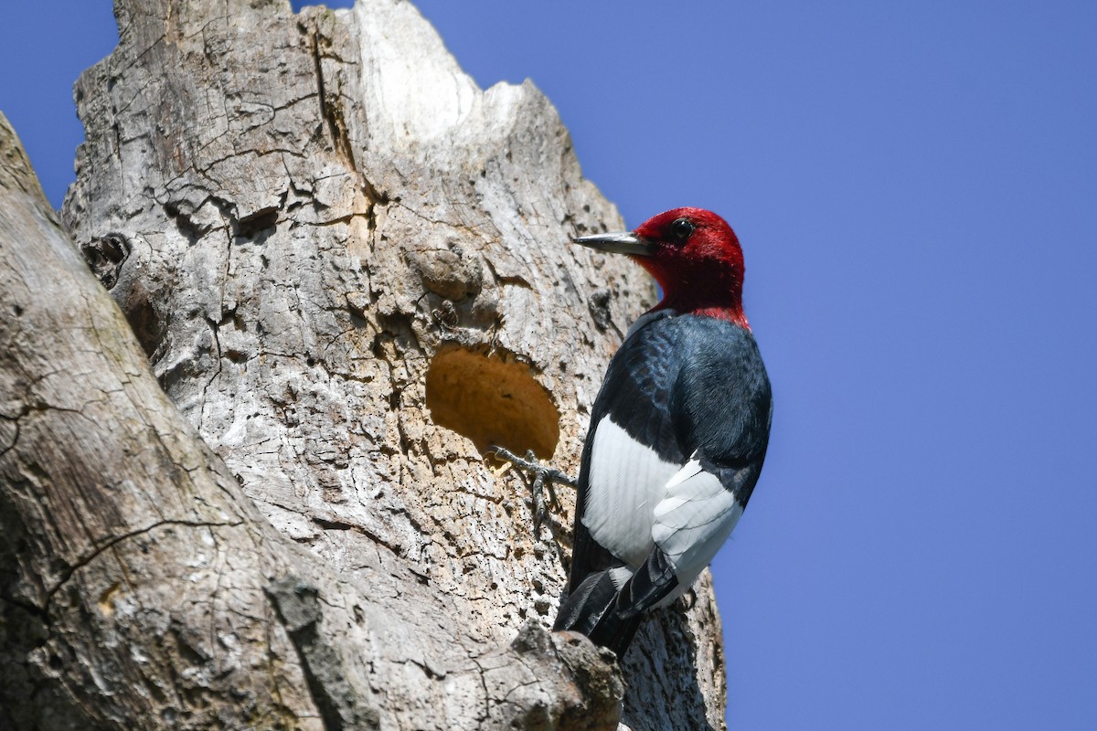 Red-headed Woodpecker - Holly Hilliard