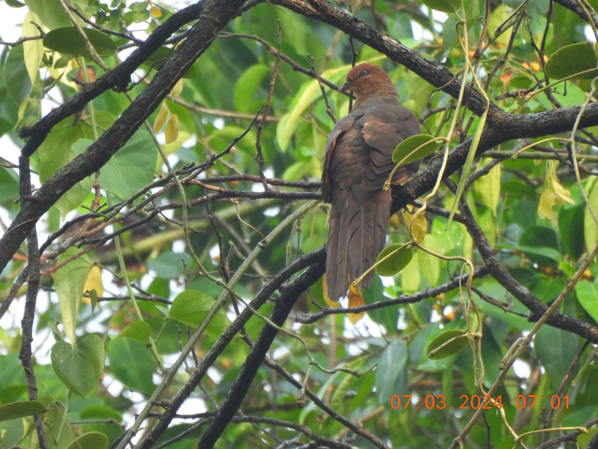 Andaman Cuckooshrike - Muralidharan S