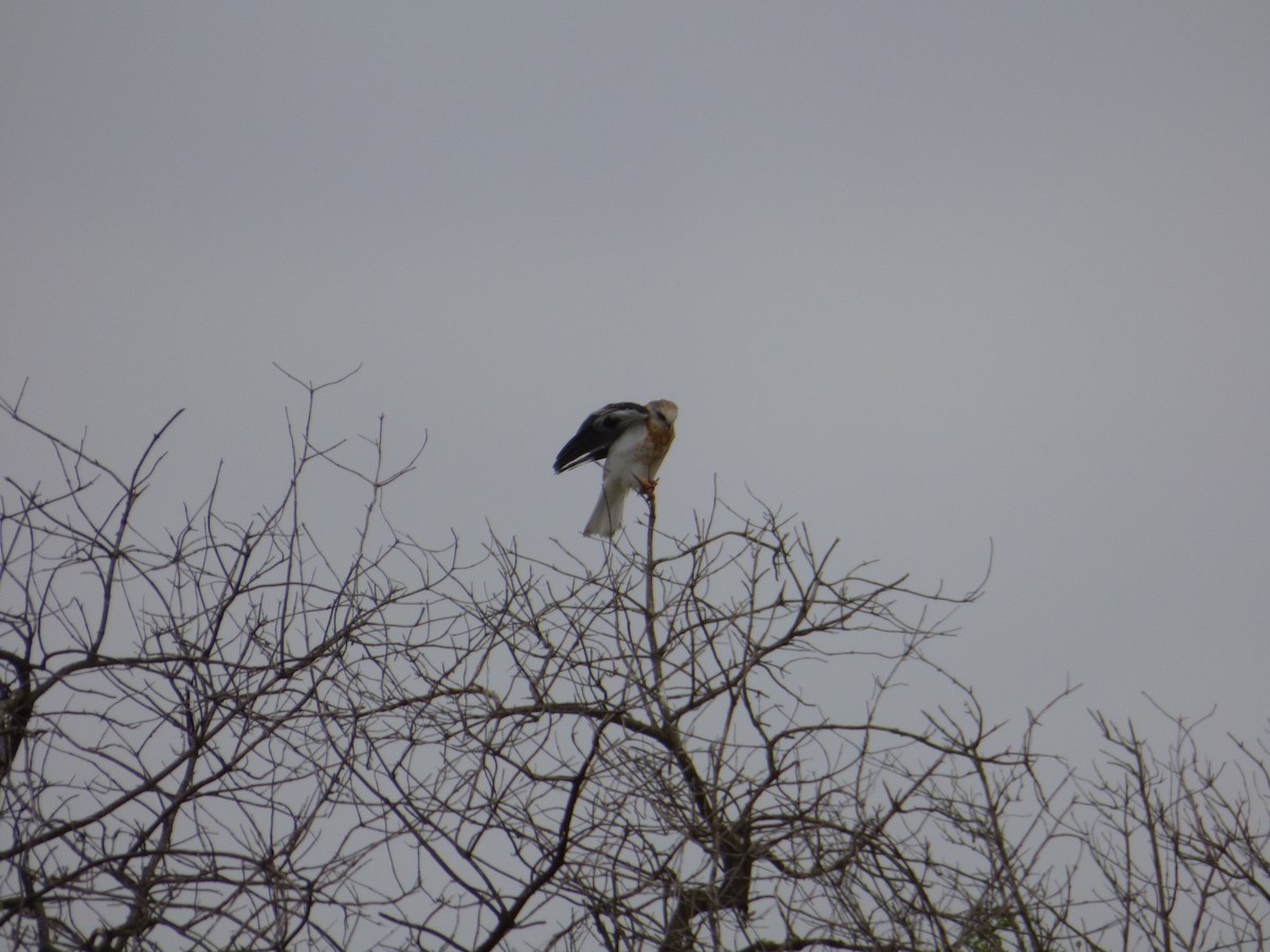 White-tailed Kite - Jude Flores