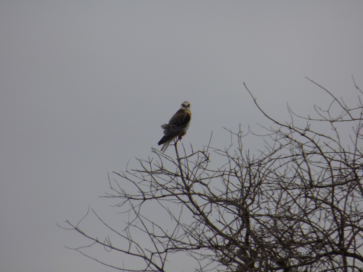 White-tailed Kite - Jude Flores