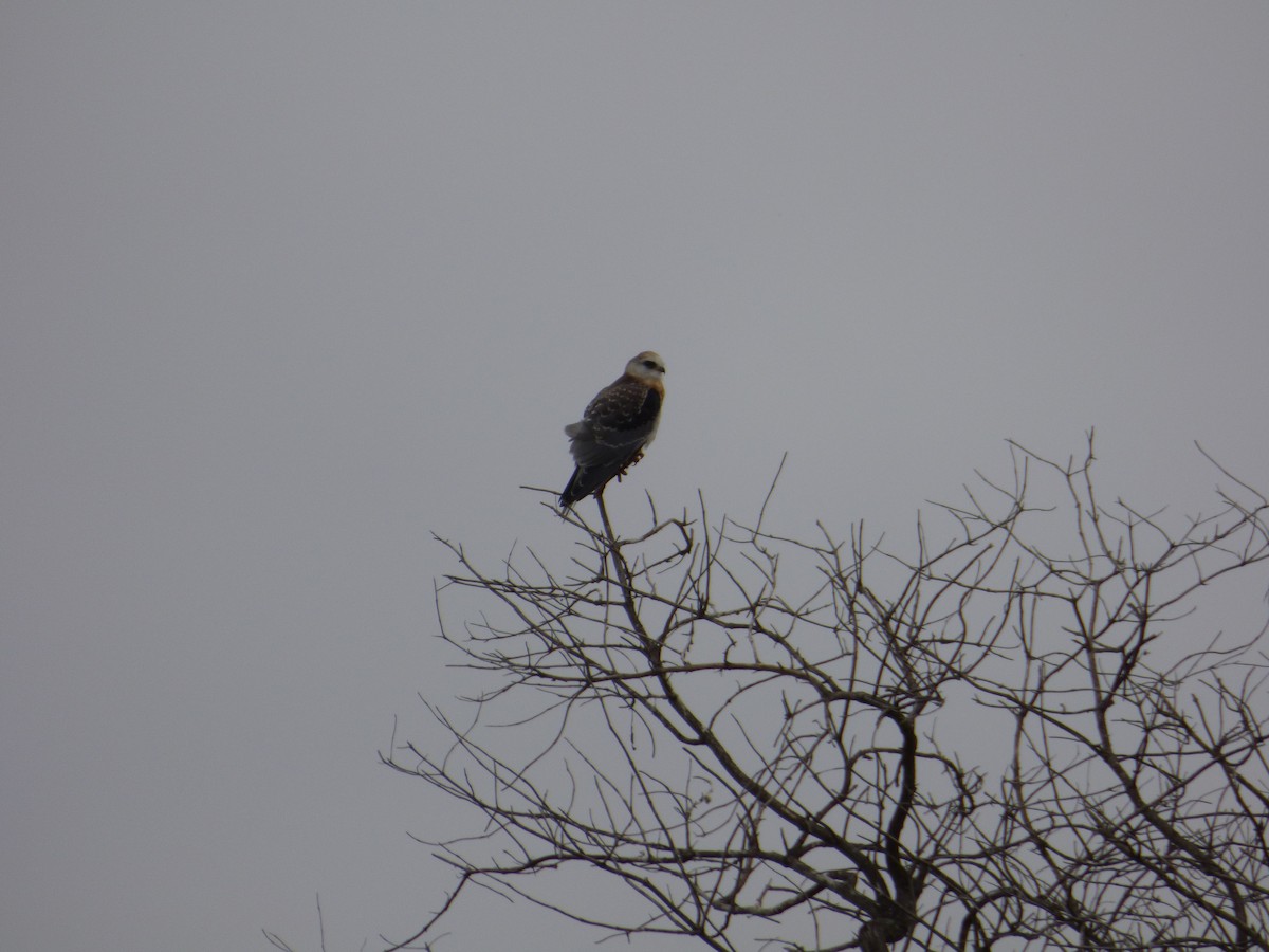 White-tailed Kite - Jude Flores