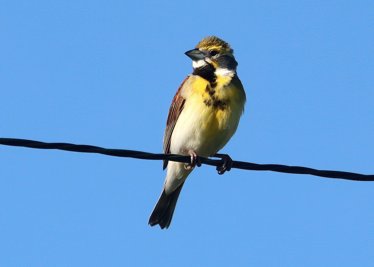 Dickcissel - Gary and Jan Small