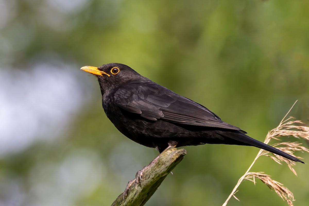 Eurasian Blackbird - Martine Stolk