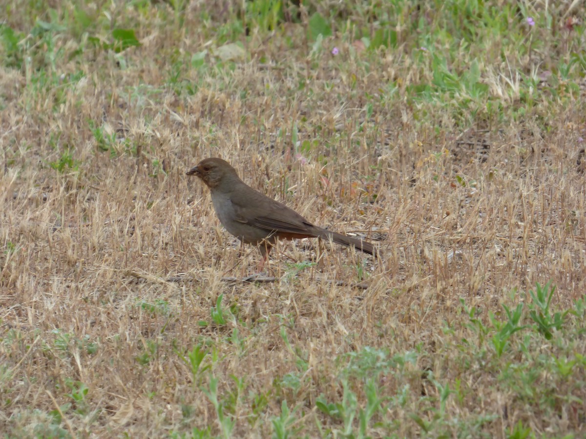 California Towhee - Jude Flores