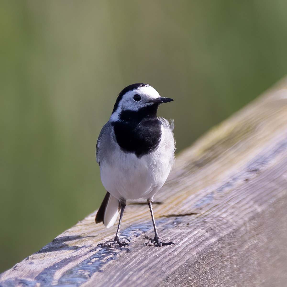 White Wagtail - Martine Stolk