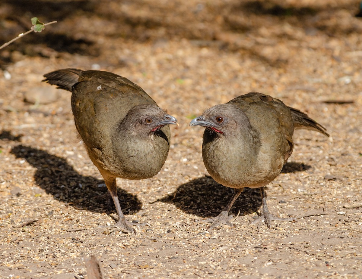 Plain Chachalaca - Andrea Salas