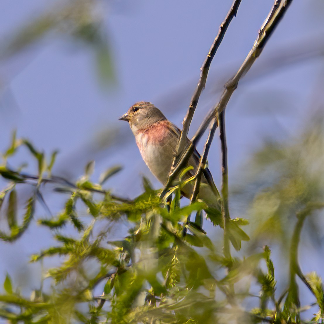 Eurasian Linnet - Martine Stolk