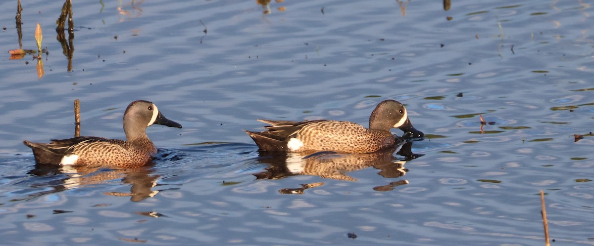 Blue-winged Teal - Walter Thorne