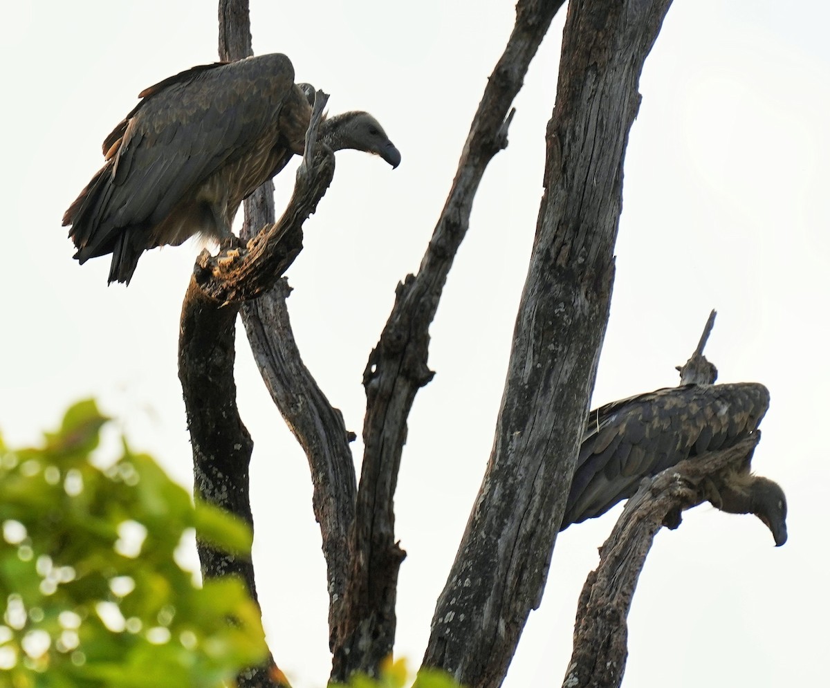 Indian Vulture - chaitanya maringanti