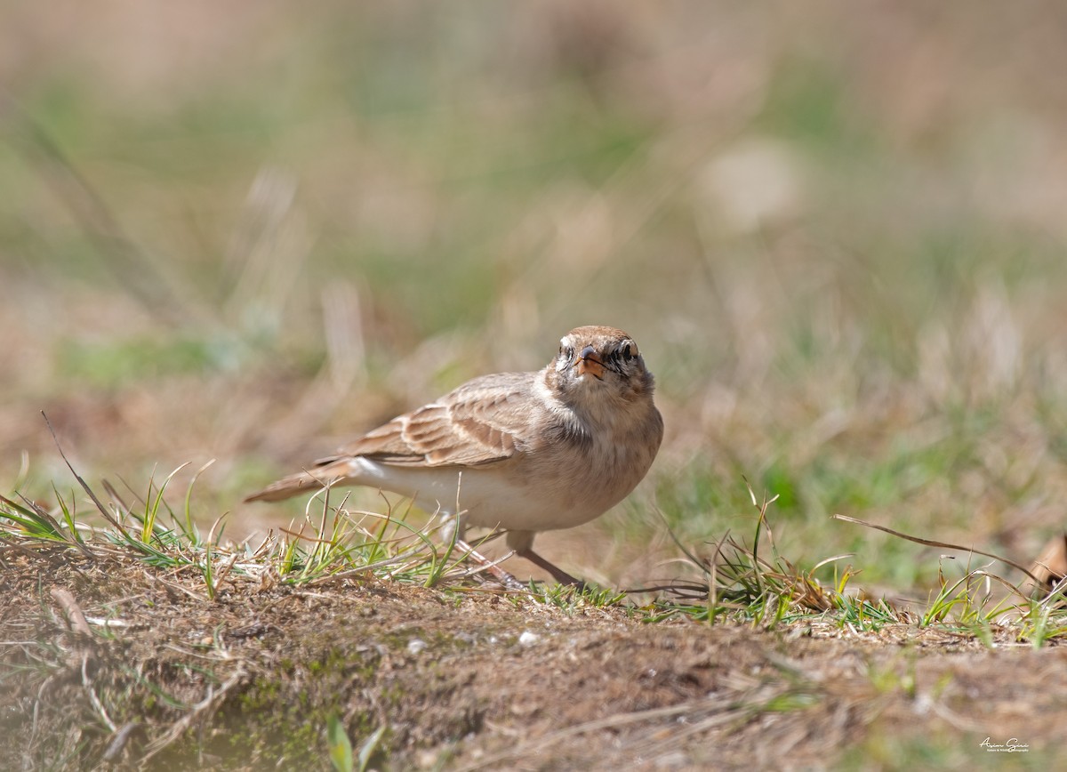 Hume's Lark - Asim Giri