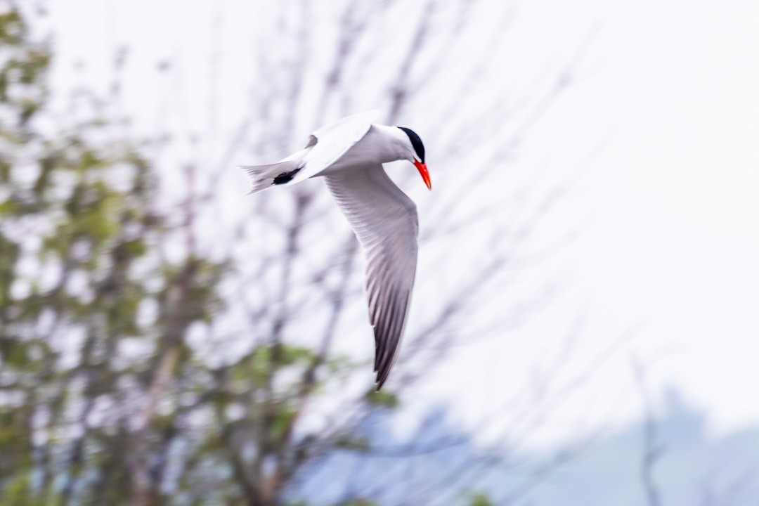 Caspian Tern - Sheri Minardi