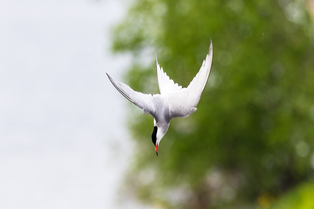 Common Tern - Sheri Minardi