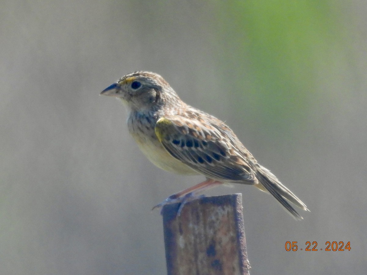 Grasshopper Sparrow - ML619443122