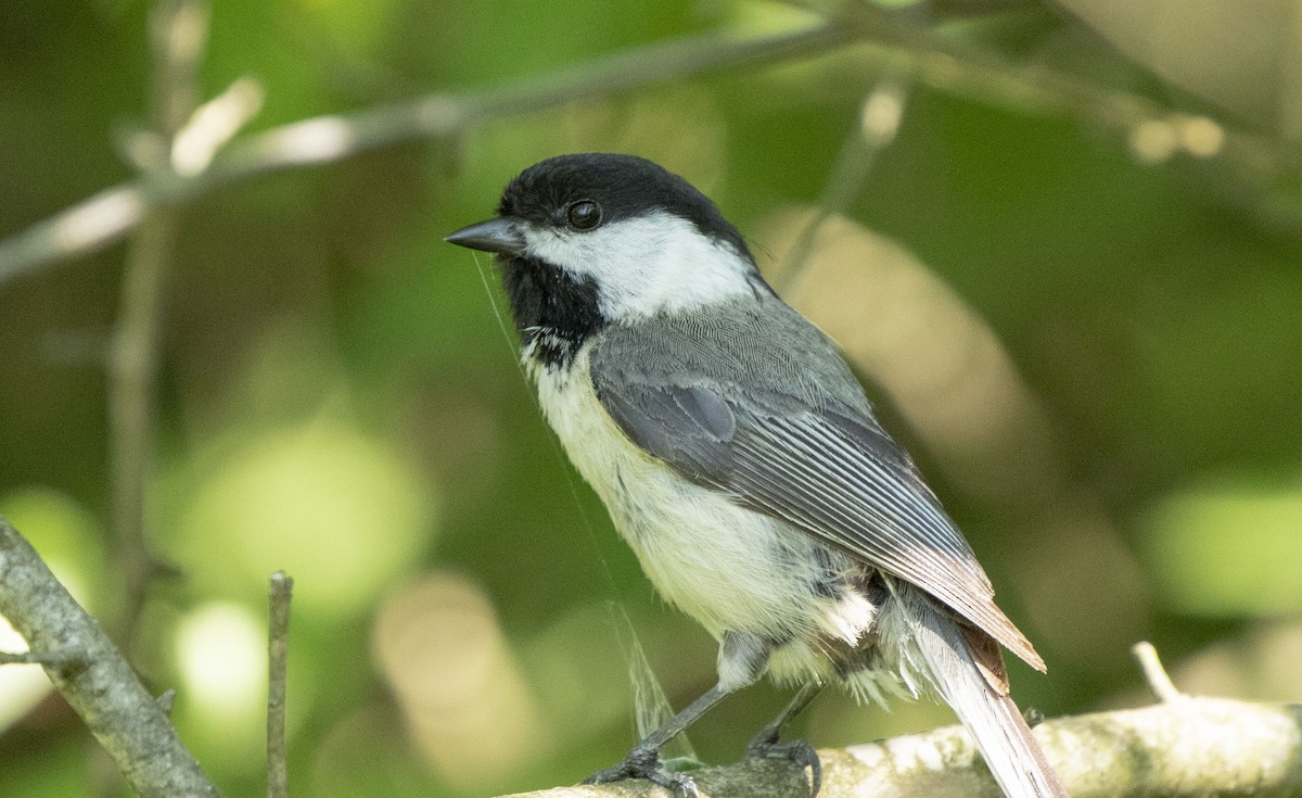 Black-capped Chickadee - ML619443123