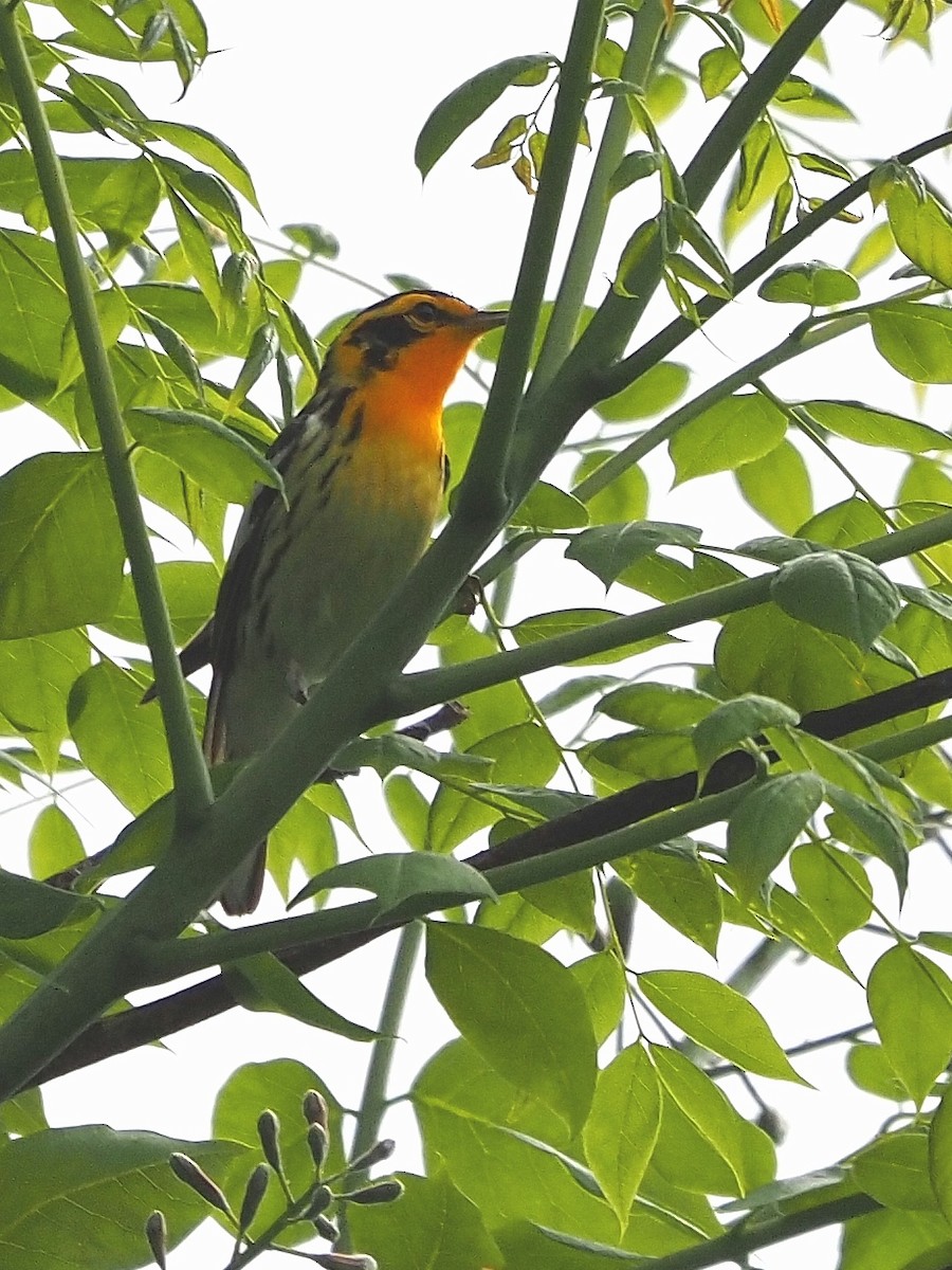 Blackburnian Warbler - Bill Kunze