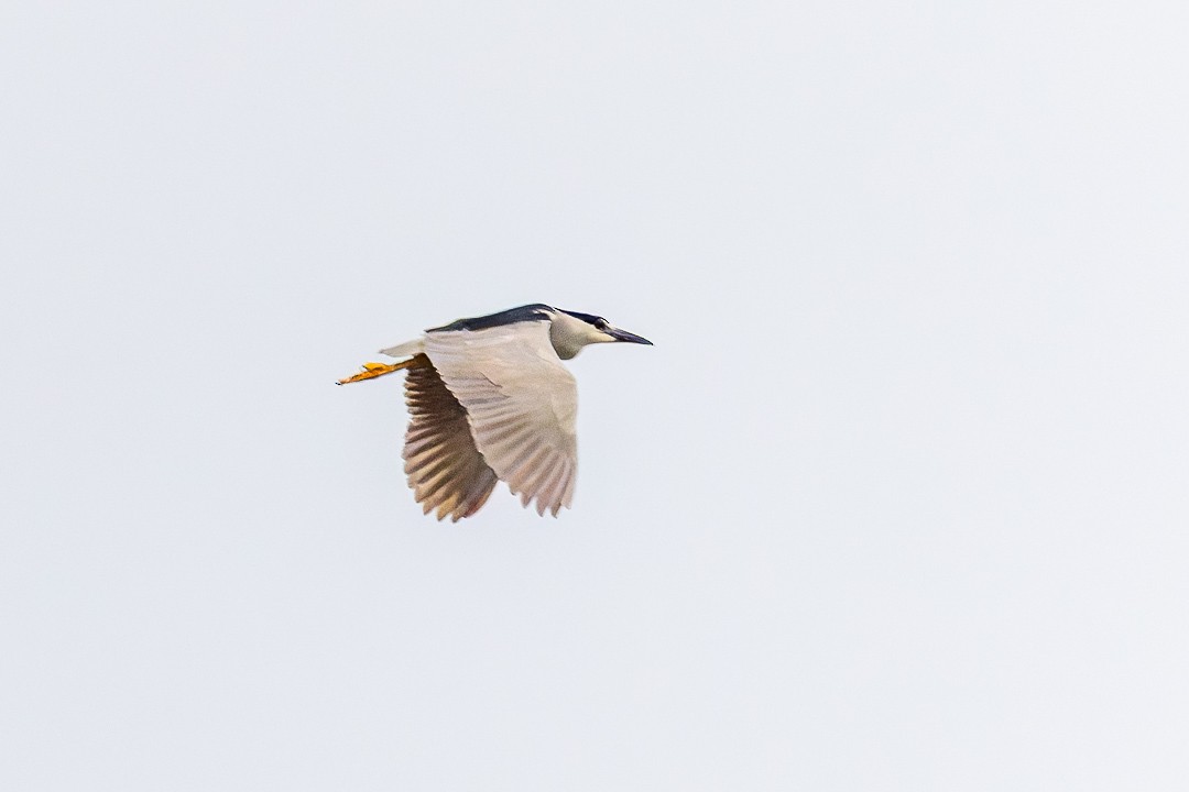 Black-crowned Night Heron - Sheri Minardi