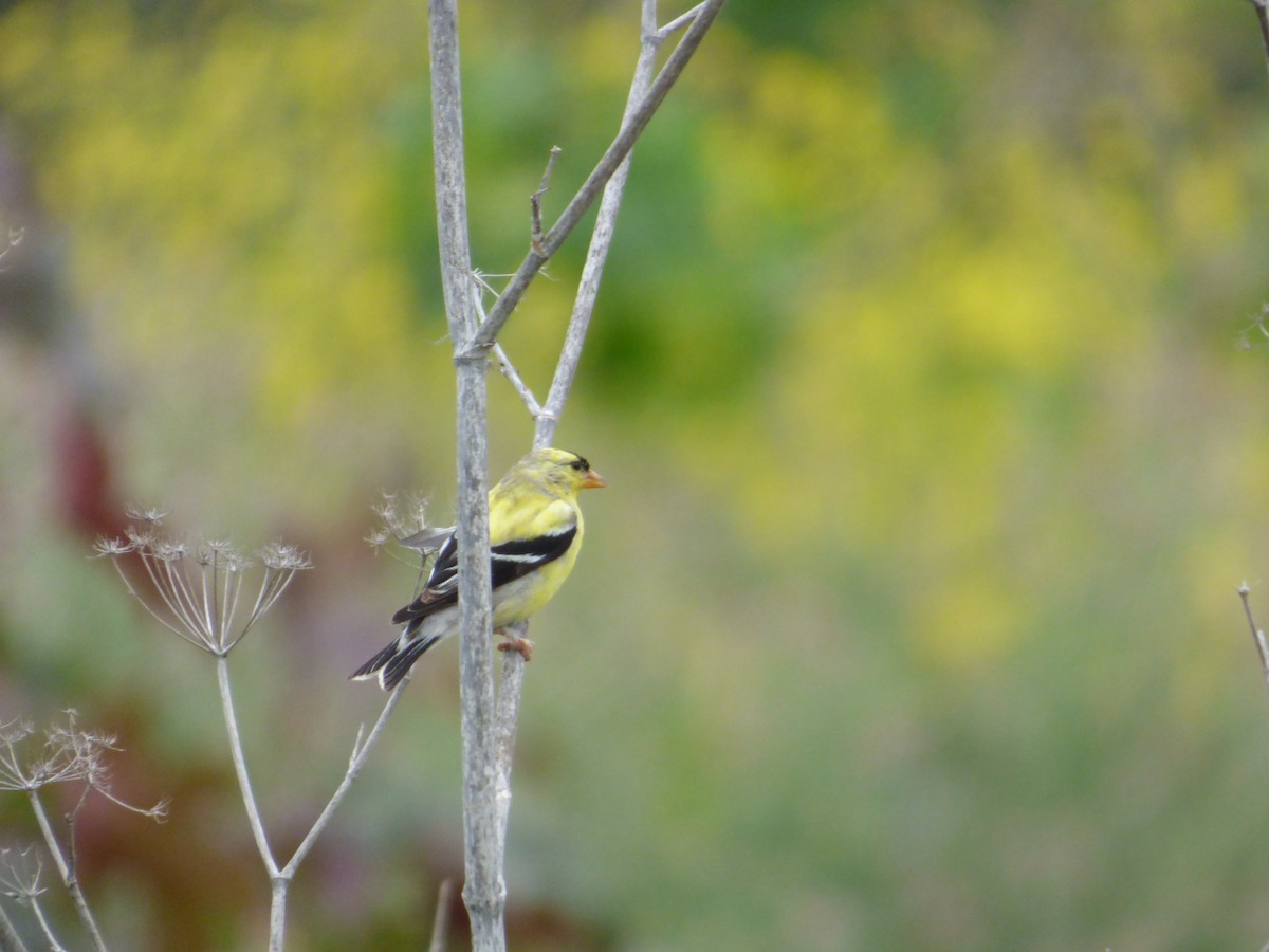 American Goldfinch - Jude Flores
