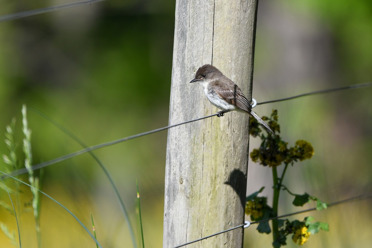 Eastern Phoebe - Holly Hilliard