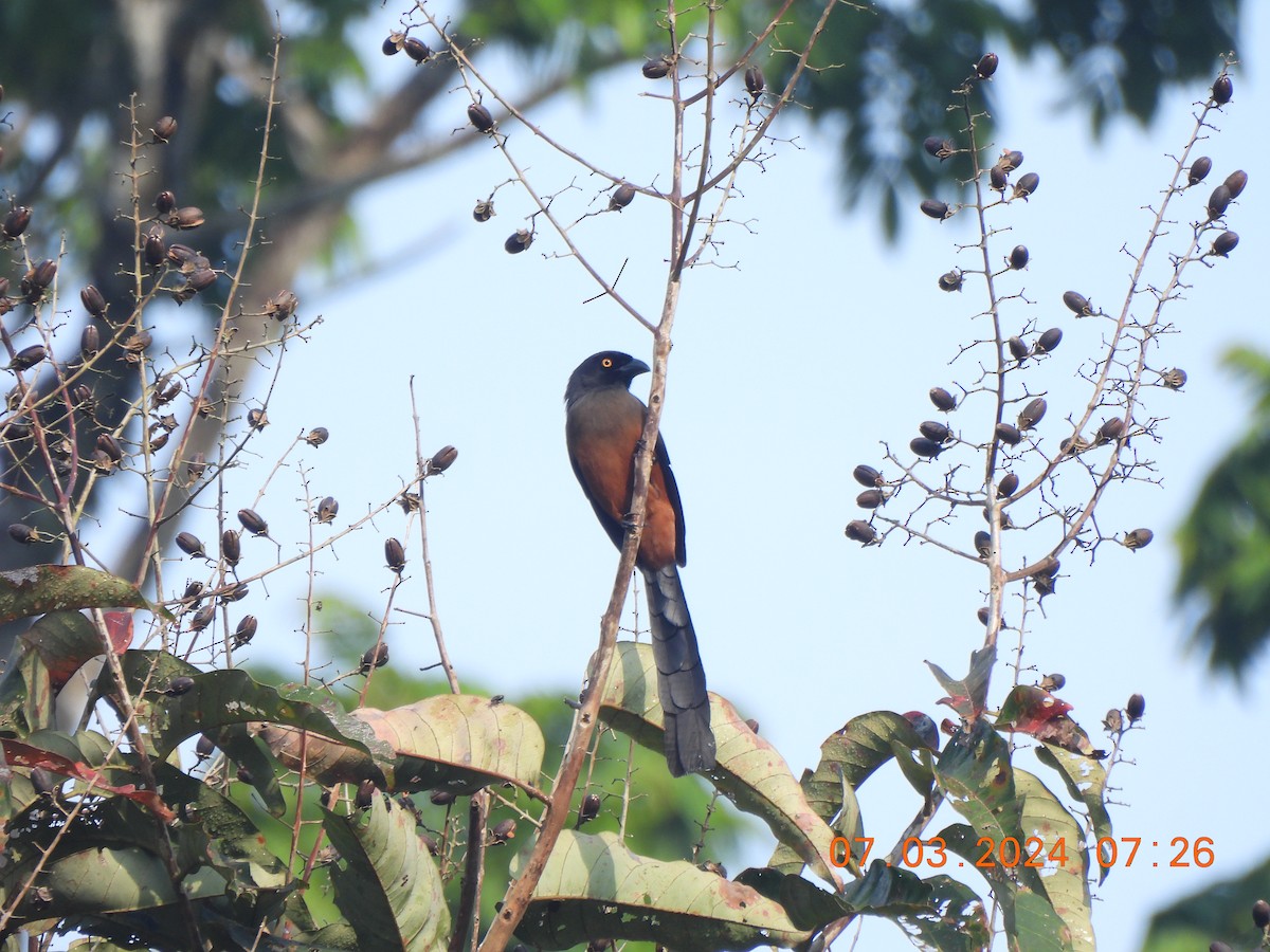 Andaman Treepie - Muralidharan S