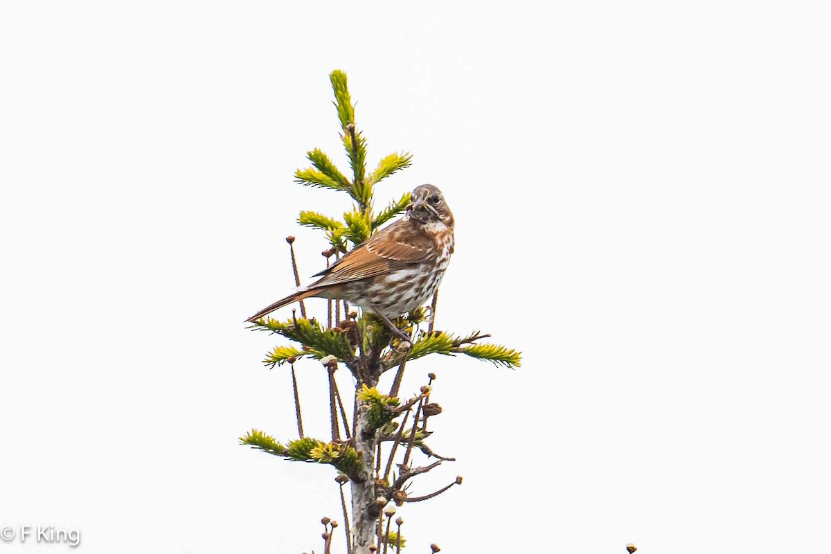 Fox Sparrow - Frank King