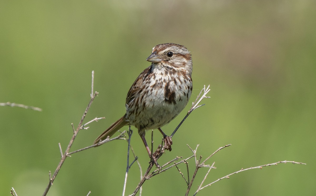 Song Sparrow - Matthew Heintzelman